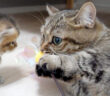 子猫にオモチャの遊び方を教える母猫