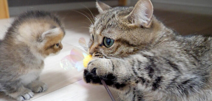 子猫にオモチャの遊び方を教える母猫