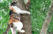木に登る母猫