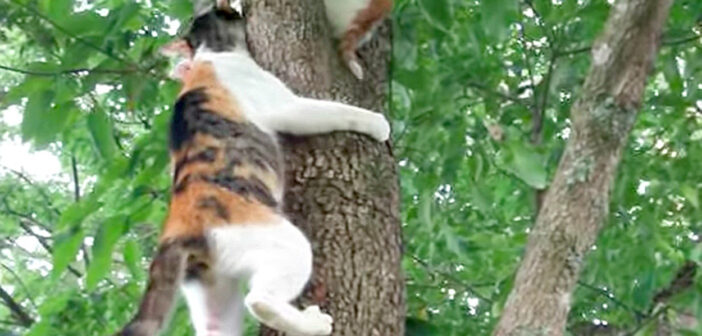 木に登る母猫