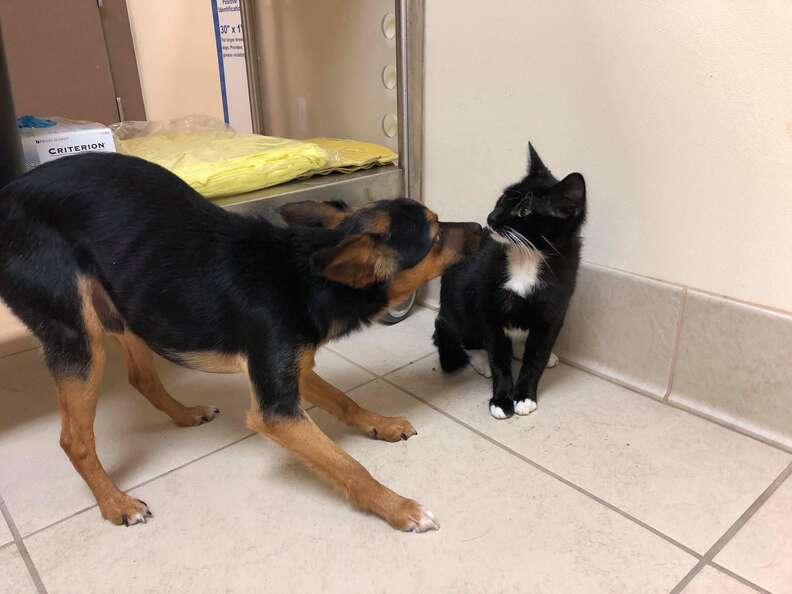 仲良しな犬と子猫