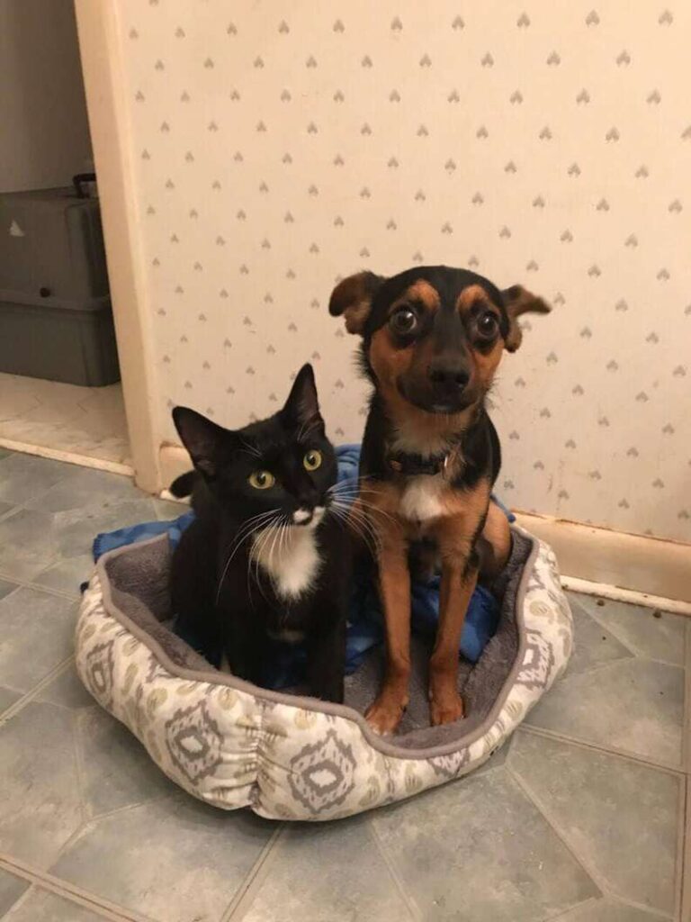 犬と子猫
