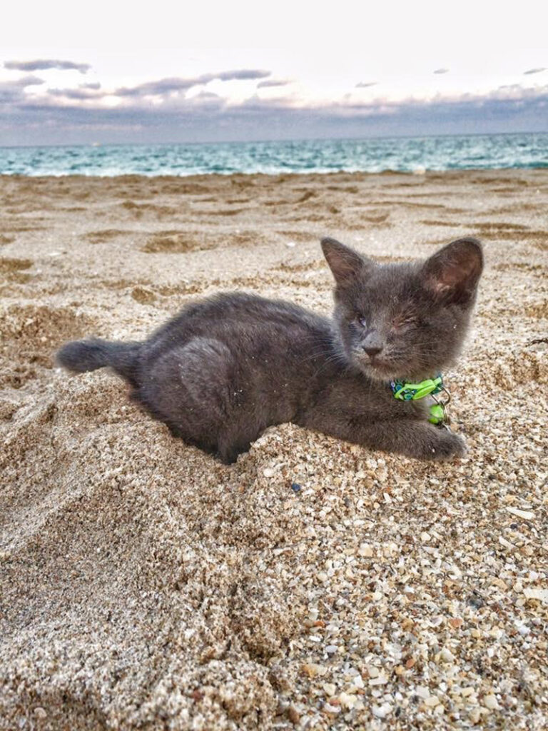 海に行った子猫
