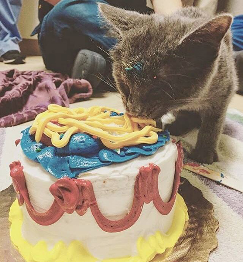 ケーキを食べる子猫