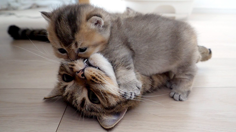 母猫を甘噛みする子猫