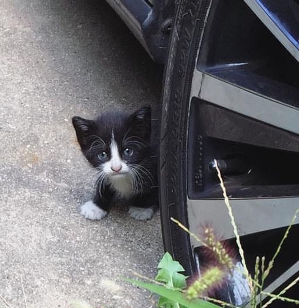 車の下の子猫