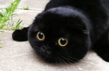 まん丸黒猫