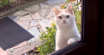 ドアの外の猫