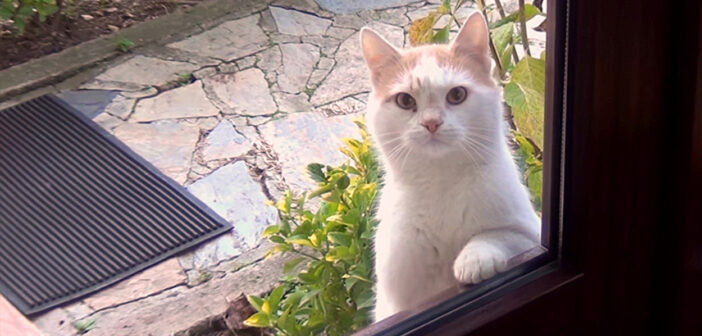 ドアの外の猫