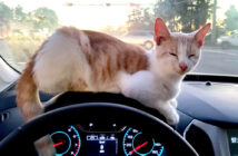 ドライブスルー猫