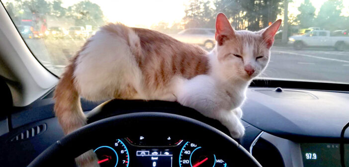 ドライブスルー猫