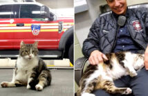 消防署の猫