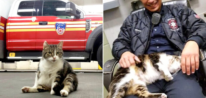 消防署の猫