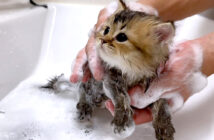 お風呂で洗われる子猫
