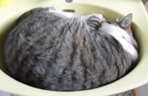 洗面台にフィットしている猫
