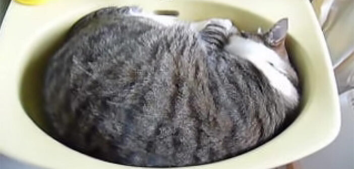 洗面台にフィットしている猫