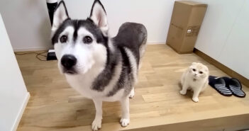 玄関で出迎えてくれた犬と子猫