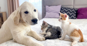 対面した子犬と子猫