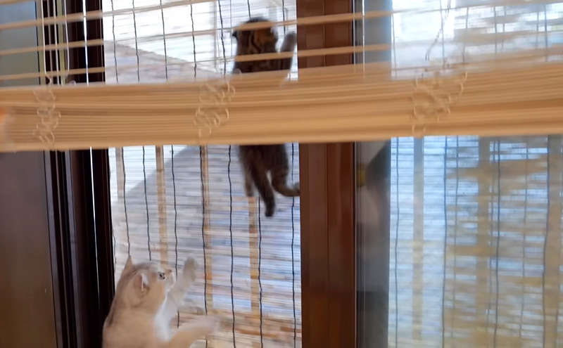 網戸を登る子猫