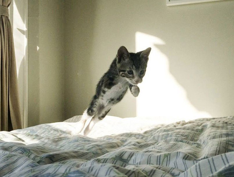 飛ぶ子猫