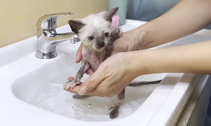 お風呂に入る子猫