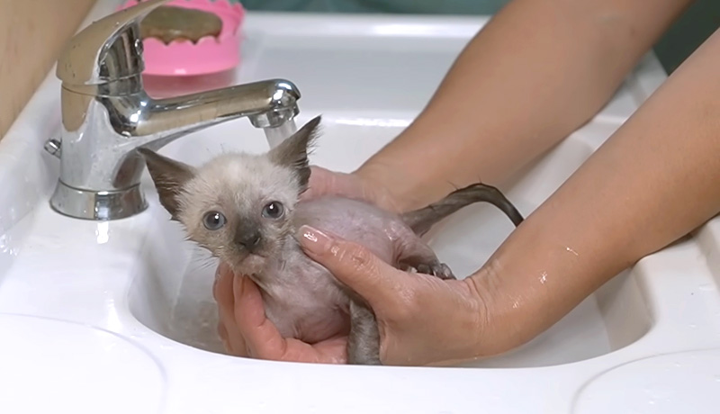 お風呂でリラックスする子猫
