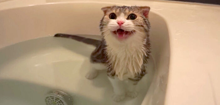 湯が足りない猫