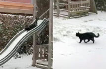 雪を楽しむ猫