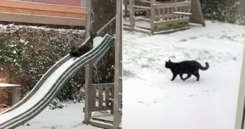 雪を楽しむ猫