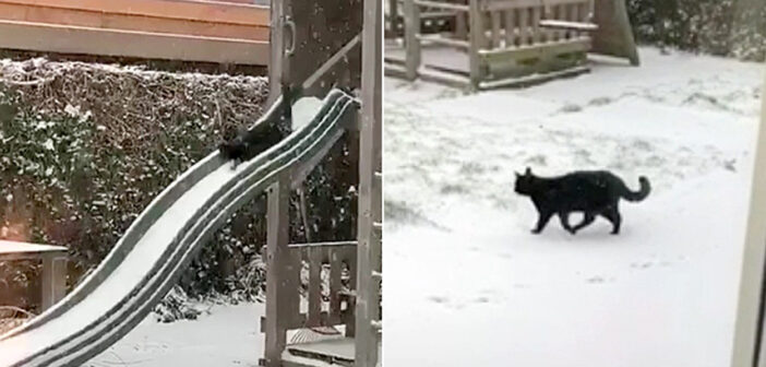 雪を楽しむ猫