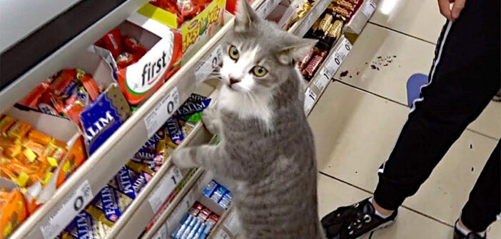 スーパーにいた猫
