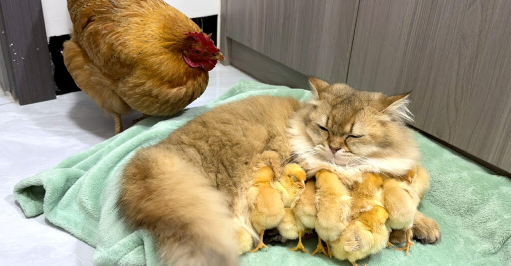 子猫がヒヨコ達を盗んだのではないかと疑うニワトリ。すると子猫が 