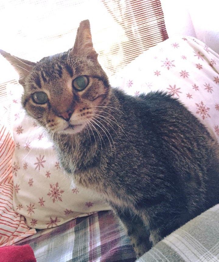 16歳の老猫