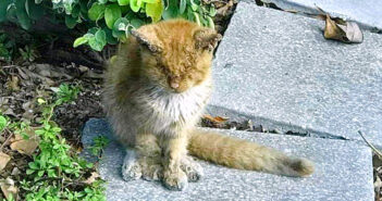 目が開かない猫