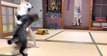 ぶつかり稽古をする猫と柴犬