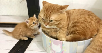 父猫にどいて欲しい子猫