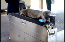 改札の上で眠る猫