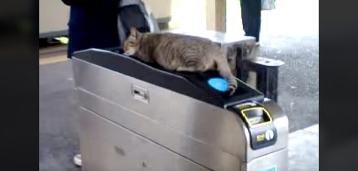 改札の上で眠る猫