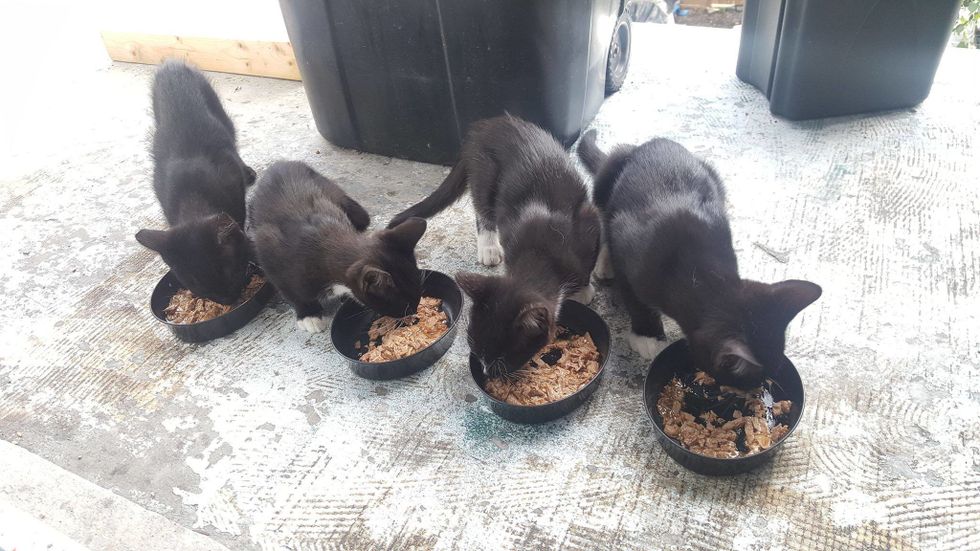 ご飯を食べる猫達