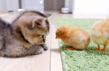 初対面したヒヨコと子猫
