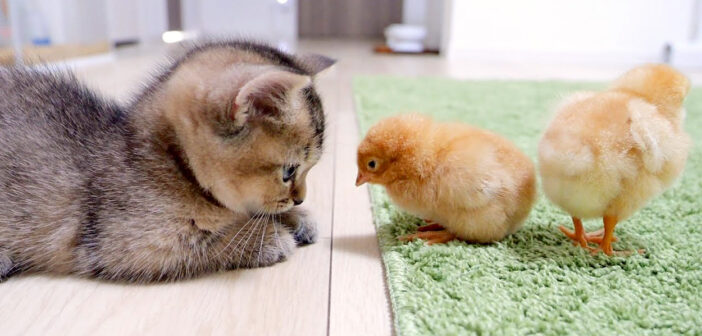 初対面したヒヨコと子猫
