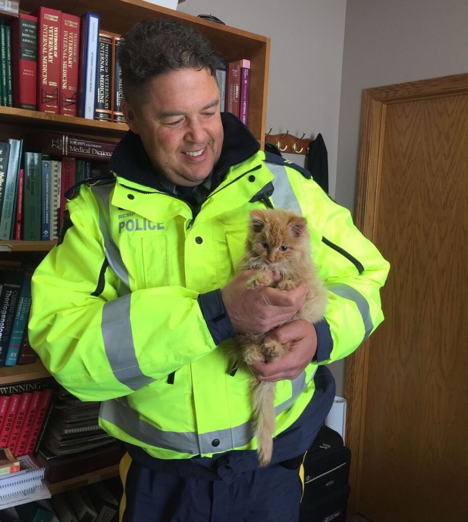 子猫を保護した警察官