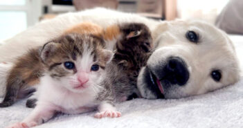 仲良しな子犬と子猫達