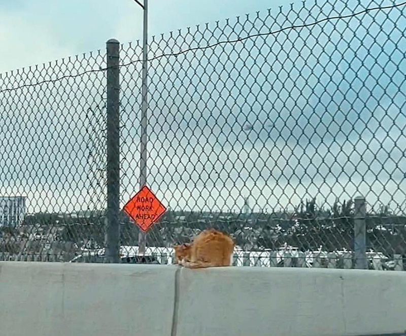高速道路の猫
