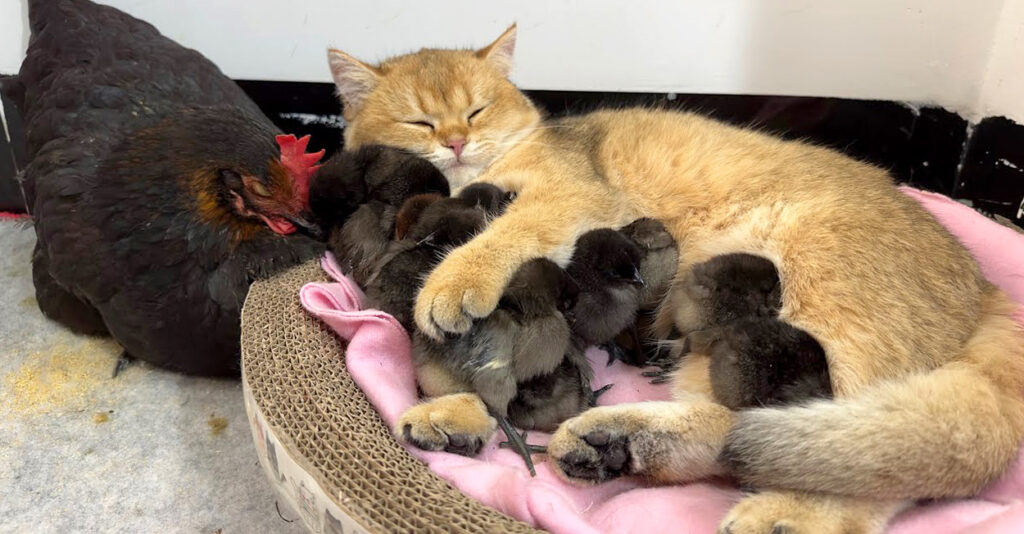 仲良しニワトリ&ひよこ♡ハート 【公式通販】