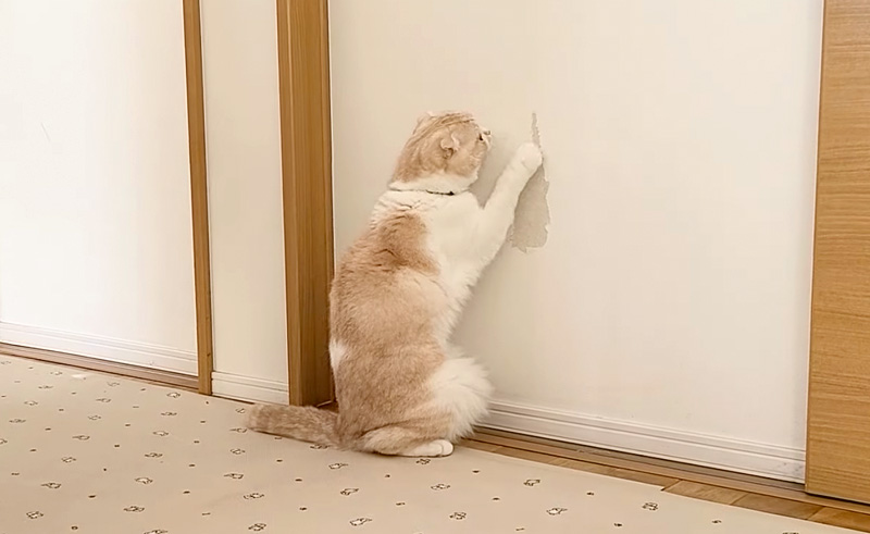 壁紙を剥がそうとする猫
