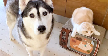 犬を連れて仕返しにやって来た猫