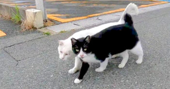 寄り添い合う猫達