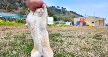 伸び上がって撫でられる子猫