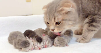 子猫達を落ち着かせる母猫